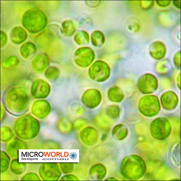 Chlorella, live Culture, 150mL