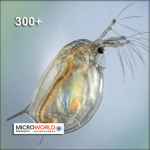 Daphnia Magna Live - Large pack 300+
