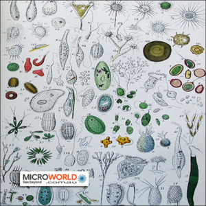 Infusoria Culture Live