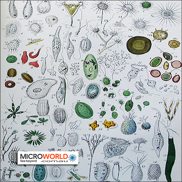 Infusoria Culture Live