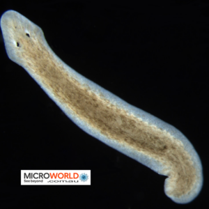 Planaria Live - Turbellaria Flatworms